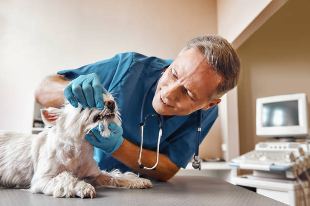 Best Emergency Gum Treatment in North Yelm, WA